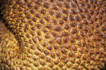 Jackfruit bark surface, full screen, backgrounds and textures. Artocarpus heterophyllus.