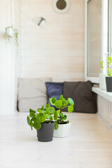 Pilea peperomia in plastic pots on a light white balcony. House plant care. Potted flowers for the interior.