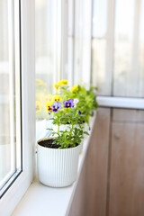 Violas in white pots on the windowsill of a bright balcony. Growing flowering plants. Edible flowers.