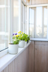 Violas in white pots on the windowsill of a bright balcony. Growing flowering plants. Edible flowers.