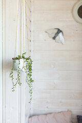 Senecio herreianus in a hanging ceramic planter on a light white balcony. Growing rare succulents at home.