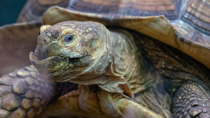 Close up portrait of big brown turtle crawling at the zoo. Detail view of wild animal.