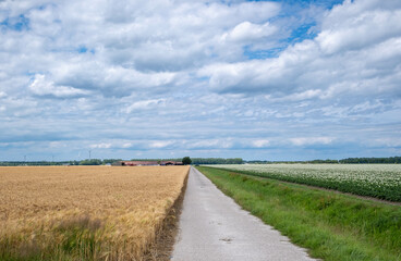 Fototapeta na wymiar Agriculture in Flevoland province || Landbouw in Flevoland