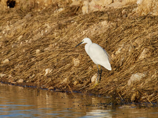 Fauna in the marshes of the Albufera of Valencia, Spain