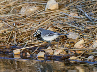 Fauna in the marshes of the Albufera of Valencia, Spain