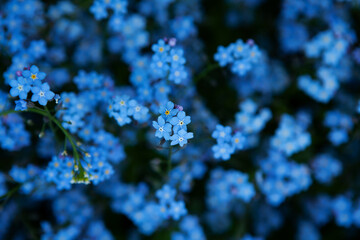 Spring blue flowers. Forget-me-not flowers in garden. Tender spring romantic blooming flowers.  Natural background, selective focus, blur, close-up