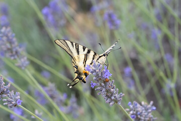 scarce swallowtail (Iphiclides podalirius) butterfly is taking nectar from a lavender plant in the provence, France.