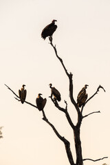 birds on a branch