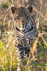 leopard in long grass