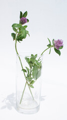 lilac clover flowers in a transparent glass on a white background