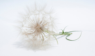 Airy dandelion flower isolated on white background