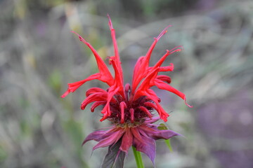 the garden flower close up
