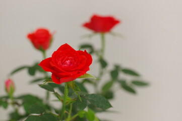 まるで絵にかいたような可憐で可愛らしい真っ赤なバラ