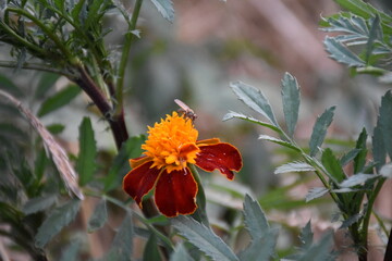 the garden flower close up
