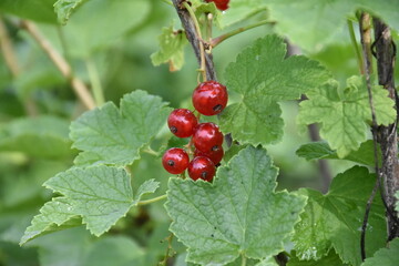 red currant in the garden
