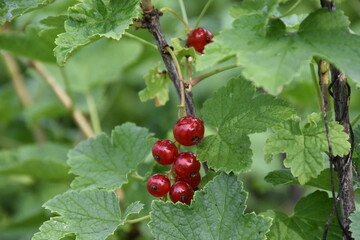 red currant in the garden