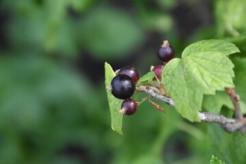 black currant berries and green leaves