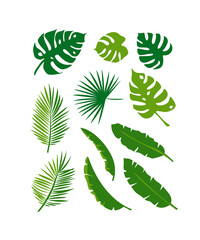 Set of vector green palm tropical leaves on white background