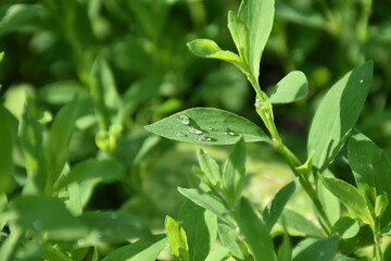 dew drops on green leaves