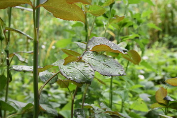 dew drops on green leaves