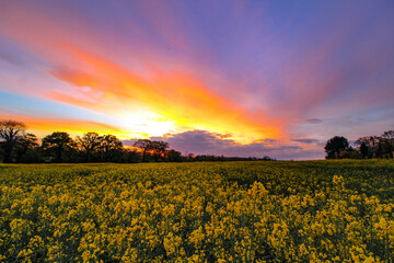 Obraz premium Sunset in a Rapeseed Field