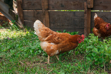 A female chicken walking in the grass