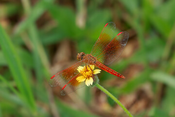 Red dragonfly on a grass flower on a nature background