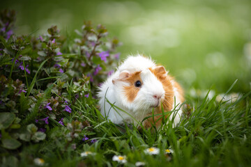 Guinea Pig in the Grass