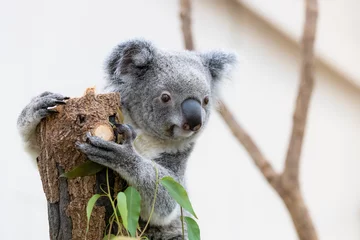 Fototapeten 動物園のコアラ © 一人 寺師