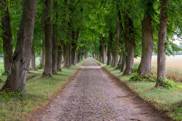 Cobbled street among linden trees on a linden avenue on a sunny day. Summer.