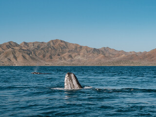 Gray Whale in Magdalena Bay, Baja California sur, Mexico