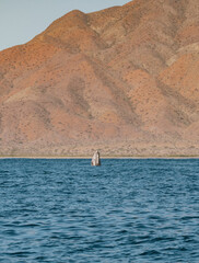 Obraz premium Gray Whale in Magdalena Bay, Baja California sur, Mexico