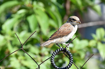 chick of the red-backed shrike fledgling sits on a chain-link net