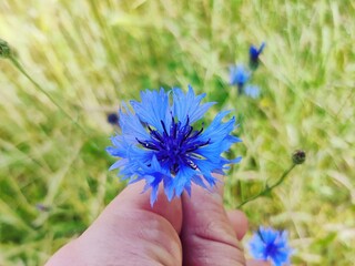 Cornflower in hand