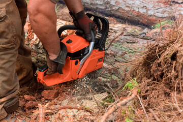 Utility worker cutting uprooted broken tree with sawn chainsaw after a violent storm