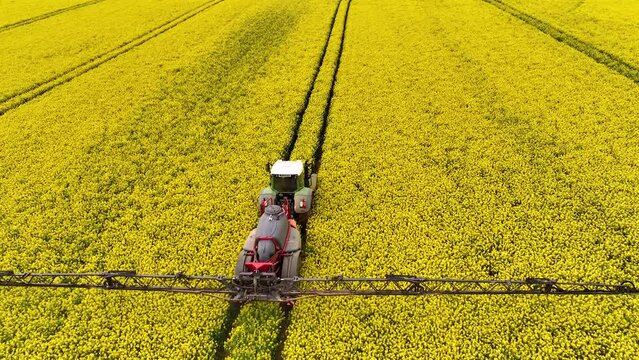 Yellow canola field. Field of blooming rapeseed aerial view. Farm tractor cultivates the field with fertilizer. Yellow rapeseed flowers and sky with clouds above them. Shot by a drone. 4K