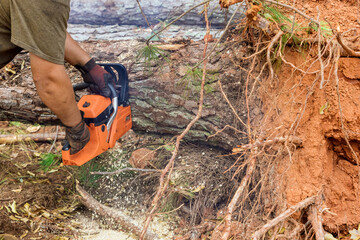 As result of violent storm, a municipal worker is cutting down damaged tree with a chainsaw