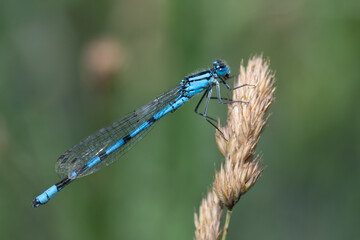 Close-up of a blue feather dragonfly sitting on a plant against a green background in nature.