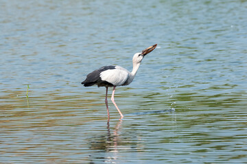 An asian open bill drinking water from cauvery river inside Ranganathittu bird sanctuary during a boat ride inside the park