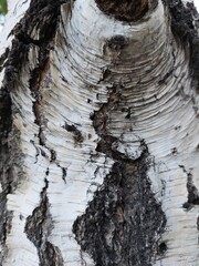 bark texture