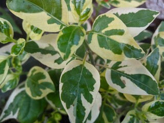 green leaves on a wall