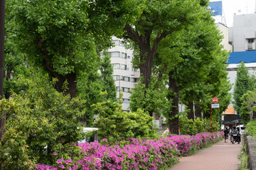 初夏の緑に囲まれた東京の歩道