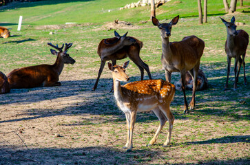 Photo of young deer in the park. wildlife. Deer in nature. Green meadow and forest in the background.