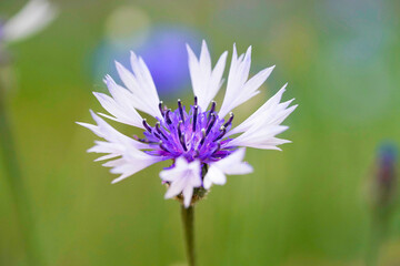 two colored cornflower on abstract green background