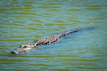 Alligator in the waterway around The Montage, South Carolina.