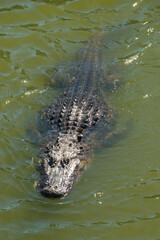 Alligator in the waterway around The Montage, South Carolina.