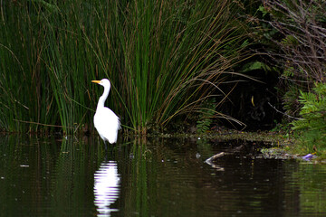 heron in a lagoon in southern Chile