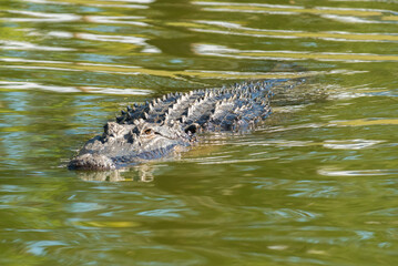 Alligator in the waterway around The Montage, South Carolina.