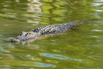 Alligator in the waterway around The Montage, South Carolina.