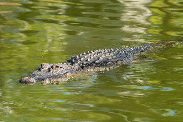 Alligator in the waterway around The Montage, South Carolina.
